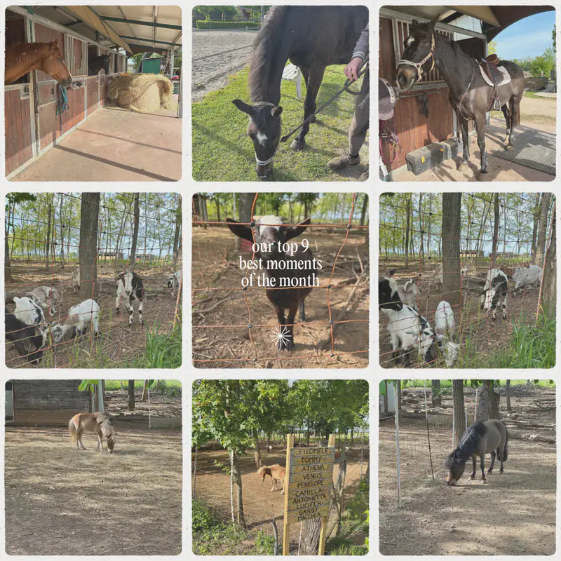 Animali della fattoria dell'Agriturismo Al Buttasella con cavalli e caprette a Lavariano di Mortegliano (UD).