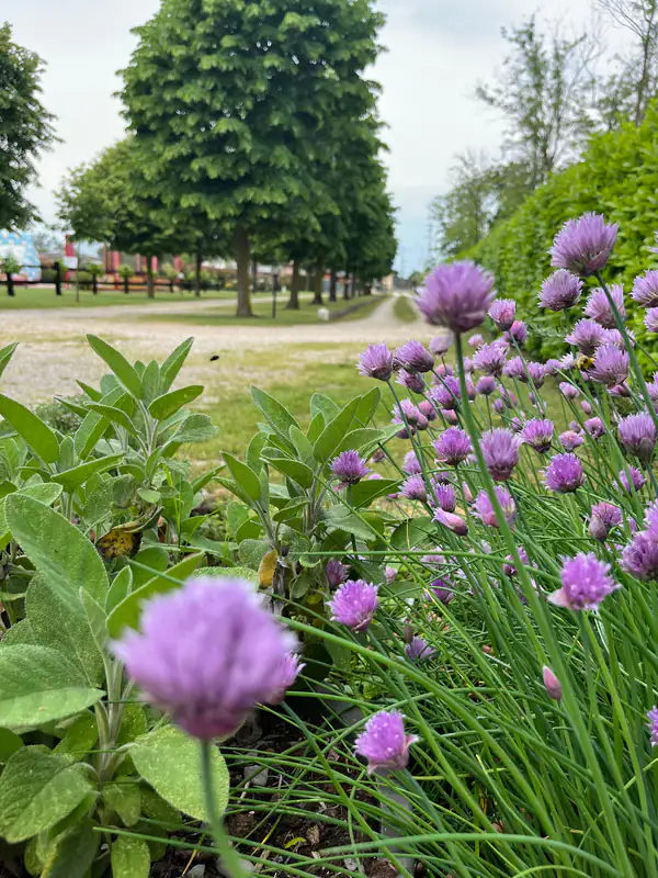 Giardino dell'Agriturismo Al Buttasella con fiori viola a Lavariano di Mortegliano (UD).