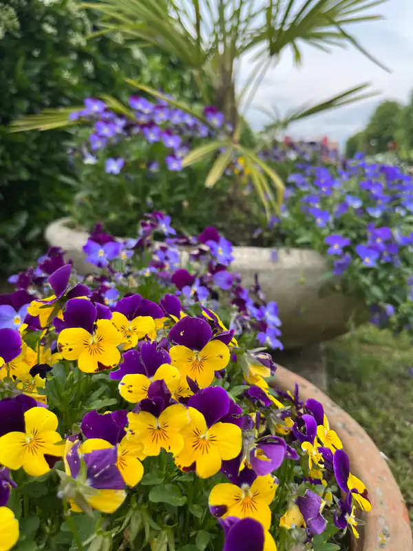 Giardino dell'Agriturismo Al Buttasella con fiori viola e gialli a Lavariano di Mortegliano (UD).