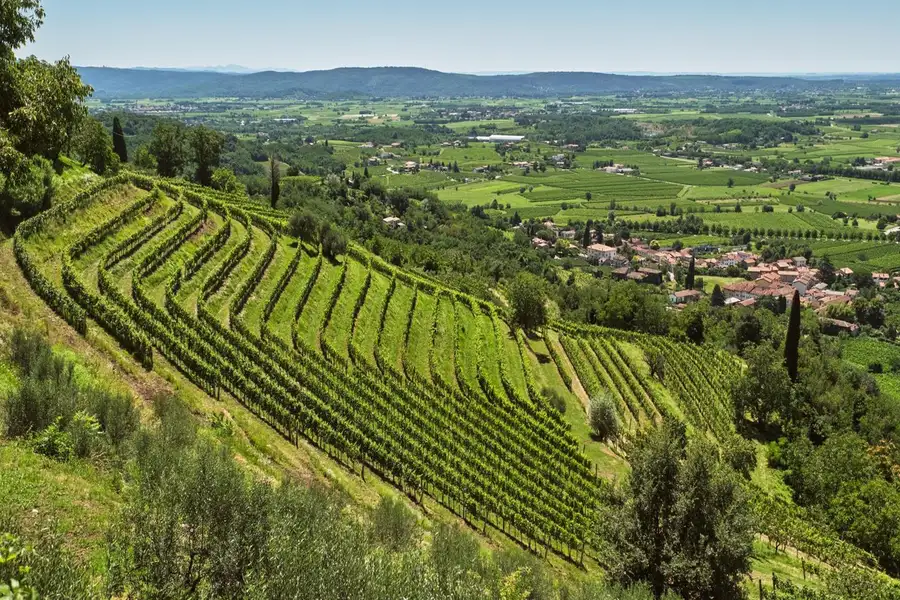 Il Collio di Cormòns con ampi vigneti e vista sulla città a pochi chilometri dall'Agriturismo Al Buttasella.