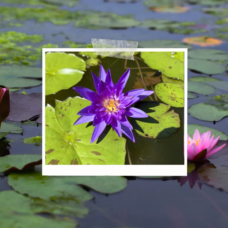 Stagno dell'Agriturismo Al Buttasella con ninfea e fiore di loto a Lavariano di Mortegliano (UD).